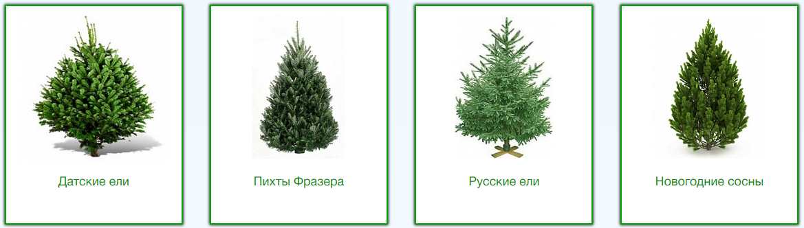 Выбор елки в Elki.Sales
