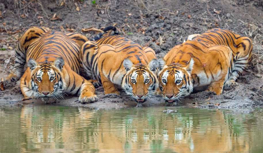 Гороскоп - год Тигра