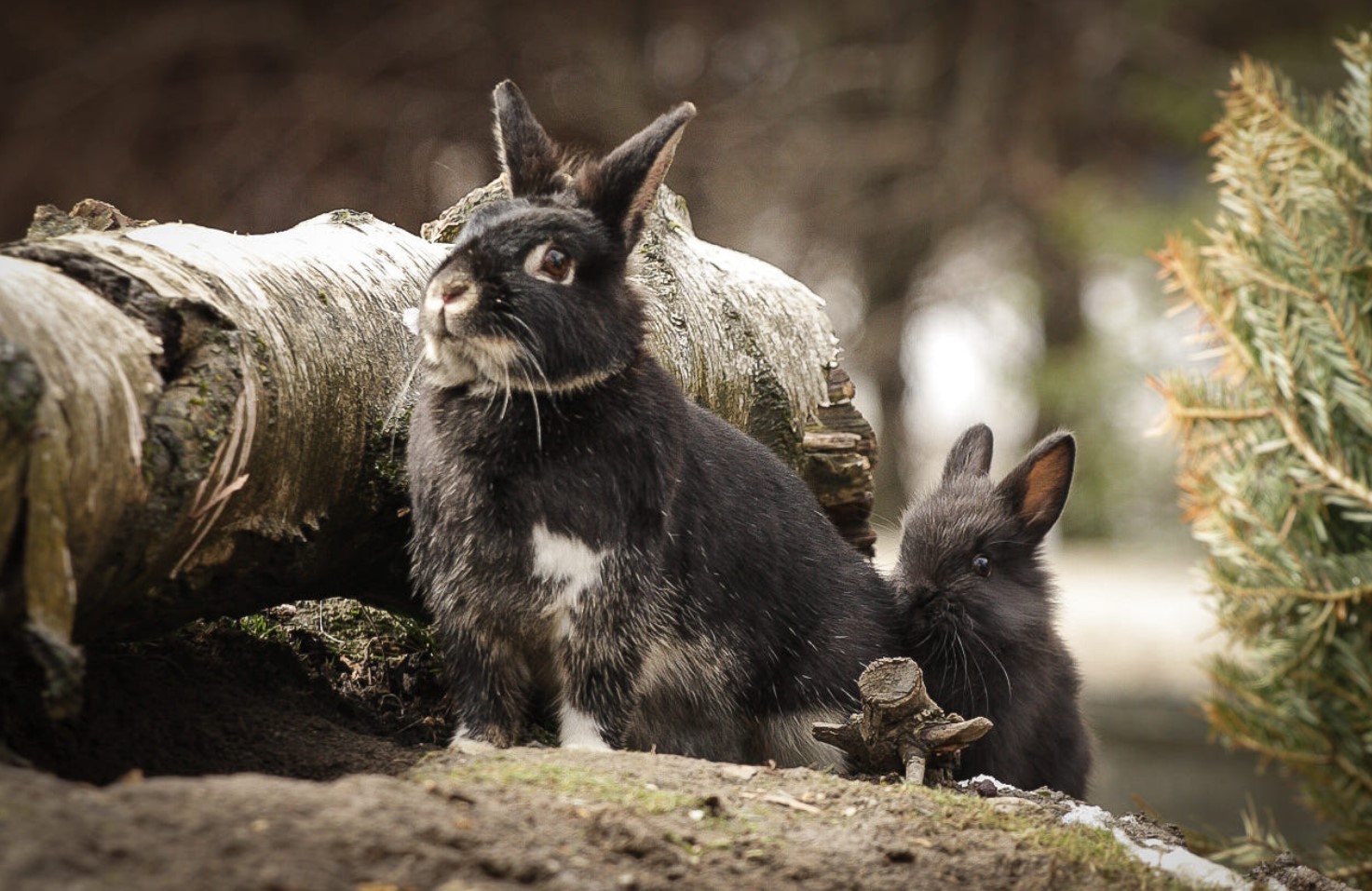 Гороскоп - год Кролика (Кота)